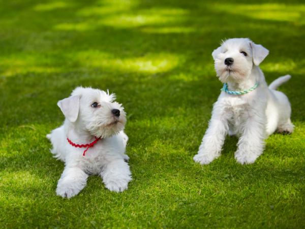 Snautserin tyypit: mini, keskikokoinen ja jättiläinen - Valkoinen Schnauzer