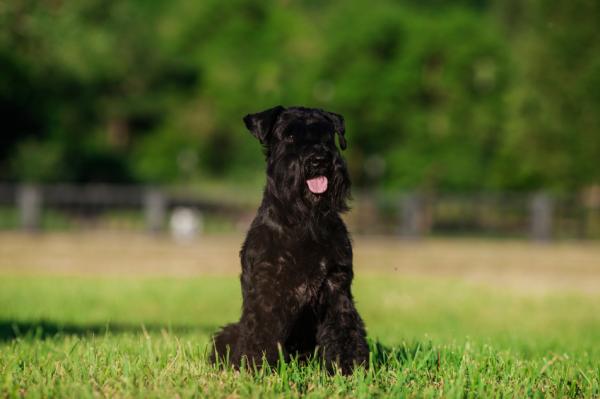 Snautserin tyypit: mini, keskikokoinen ja jättiläinen - Schnauzer -standardi