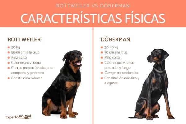 Ero Dobermanin ja Rottweilerin välillä - Rottweilerin ja Dobermanin fyysiset ominaisuudet