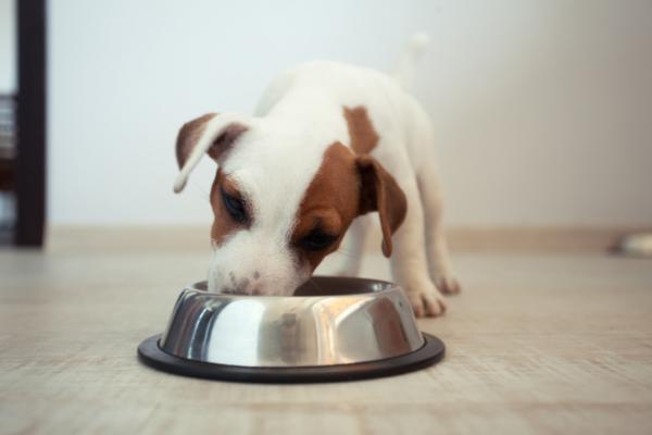 Minkä ikäisenä koirat syövät yksin?  - Mitä 3 viikon ikäinen pentu syö?