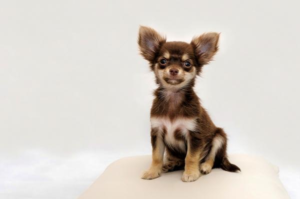 Mini lelu koirarodut - Chihuahua