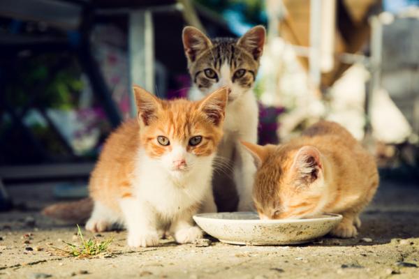 Minkä ikäisenä kissat syövät yksin?  - Progressiiviset muutokset