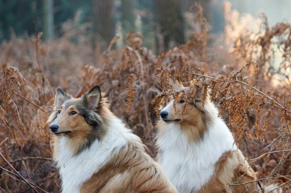 8 parasta lastenhoitajaa - 6. Karkea collie