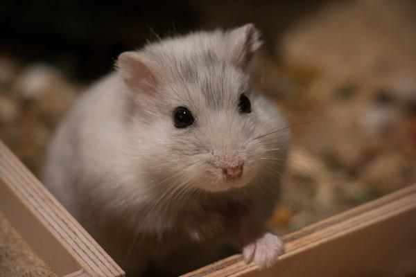 Miten estän hamsterini puremasta minua?  - Kuinka toimia, kun hamsteri puree meitä?