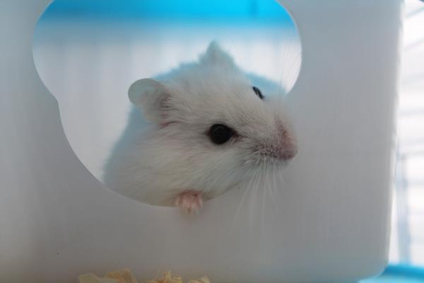 Miten estän hamsterini puremasta minua?  - Muut usein esiintyvät epäilyt