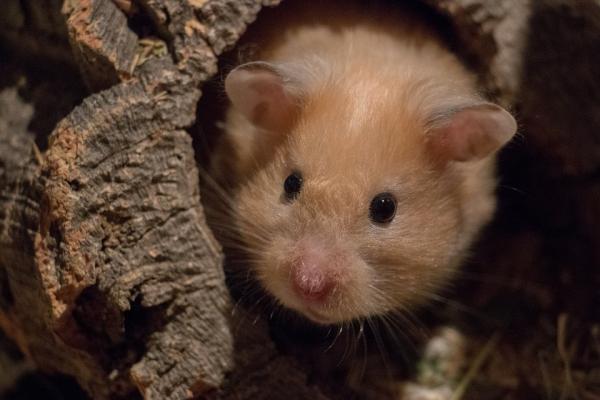 Miten estän hamsterini puremasta minua?  - Miksi hamsterit purevat?