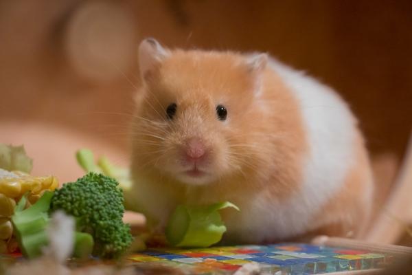 Miten estän hamsterini puremasta minua?  - Kuinka saada hamsteri purra?