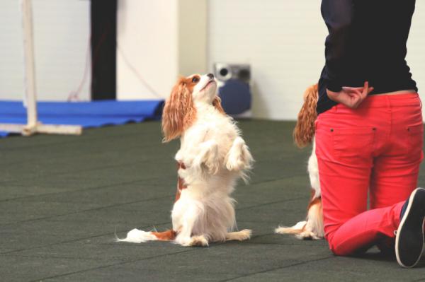 Koiraurheilu - Koiran freestyle: tanssi koirasi kanssa
