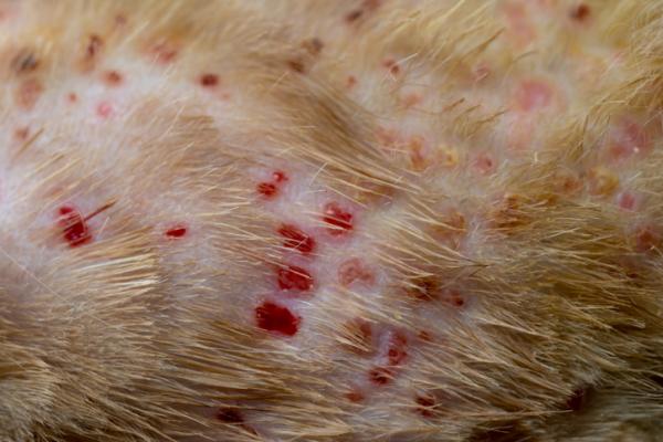 Kissojen ihosairaudet - allerginen kirppusien dermatiitti