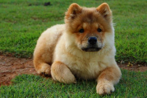 Chow Chow urosten ja naisten koirien nimet - Kuinka valita hyvä Chow Chow -koiran nimi?