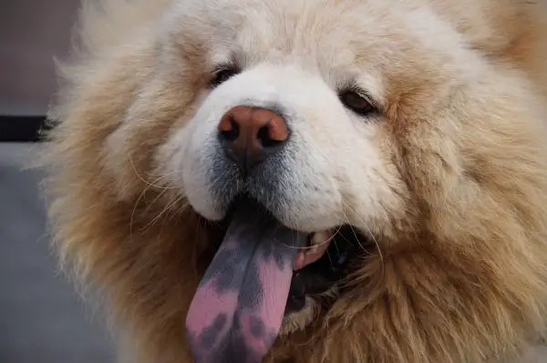 Chow chow -koirien urosten ja naisten nimet - Chow chow -koirien nimet