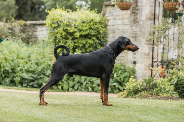 Dobermannien tyypit - eurooppalaisen Dobermanin ominaisuudet 