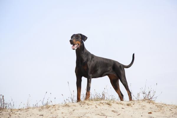 Dobermannien tyypit - Amerikkalaisen Dobermanin ominaisuudet