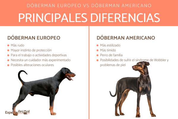 Dobermannien tyypit - erot eurooppalaisen ja amerikkalaisen dobermanin välillä