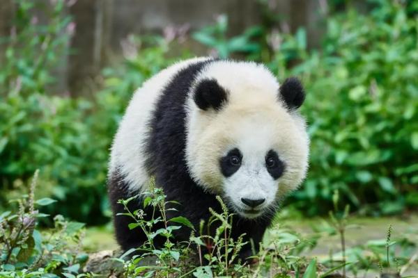 Onko pandakarhu vaarassa kuolla sukupuuttoon?  - Jättiläispanda -karhun suojelutaso