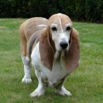 1628523012 255 Norman Artesian Basset tai Normandia Artesian Basset