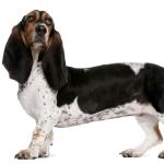 1628523012 477 Norman Artesian Basset tai Normandia Artesian Basset