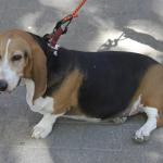 1628523012 491 Norman Artesian Basset tai Normandia Artesian Basset