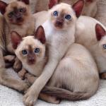 1628532799 220 Tonkinese kissa