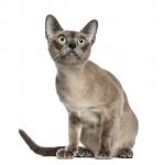 1628532799 377 Tonkinese kissa