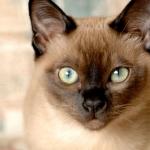 1628532799 425 Tonkinese kissa