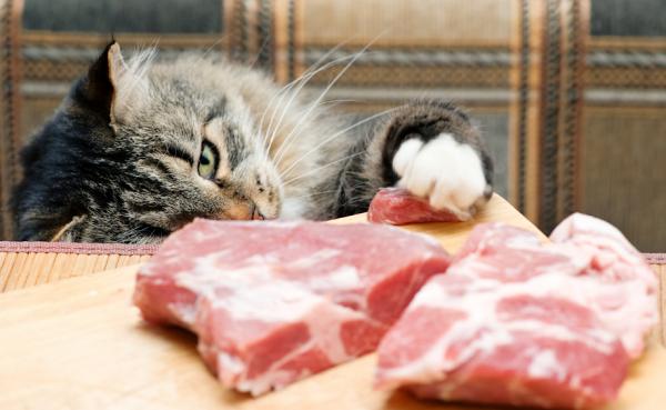 Raaka- tai BARF -ruokavalio kissoille - Esimerkki, edut ja vinkit - BARF -ruokavalion edut