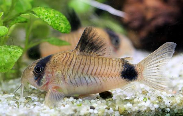 Ihanteellinen kala aloittelijoille - Corydoras