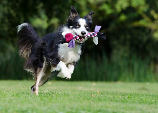 Mustavalkoiset koirarodut - Bordercollie