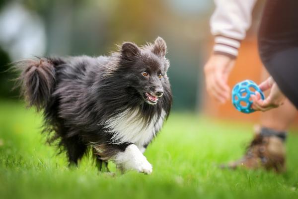 Mustavalkoiset koirarodut - Sheltie