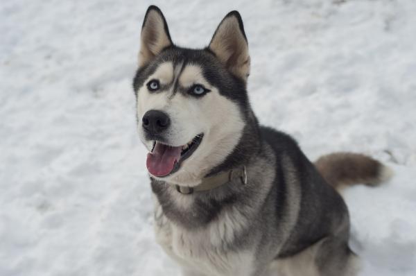 Mustavalkoiset koirarodut - Siperianhusky