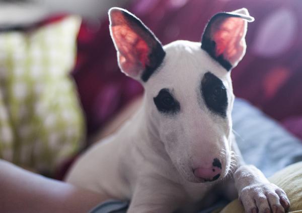 Englannin bullterrierin kouluttaminen - Kuinka kouluttaa englantilainen bullterrieri?