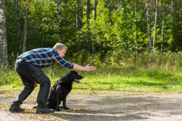 Kuinka näyttää koiralle, että rakastat häntä?  - 2. Opettaminen on myös välittämistä