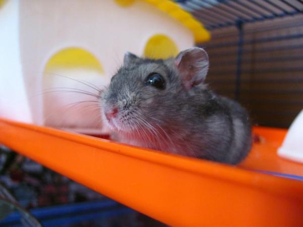 Hedelmät ja vihannekset hamsterille - Hedelmien ja vihannesten edut hamsterilleni