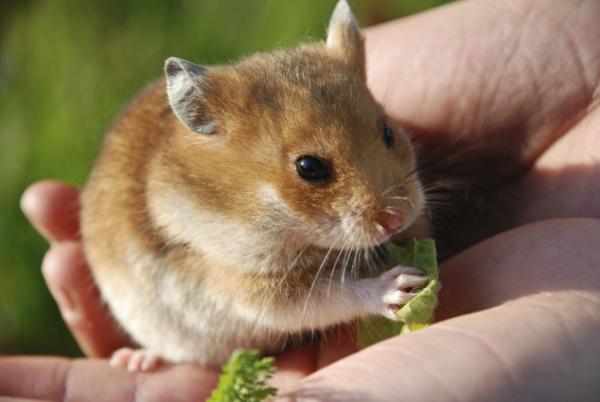 Hedelmät ja vihannekset hamsterille - hyviä vihanneksia hamsterilleni