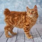 1628548910 373 Amerikkalainen bobtail kissa