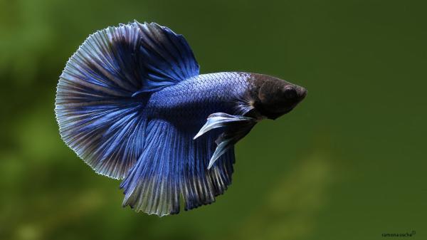 Beta -kalatyypit - 2. Halfmoon betta fish (Halfmoon betta)