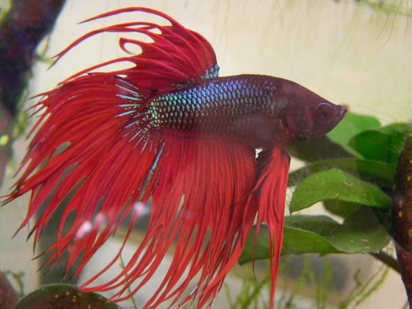 Beta -kalatyypit - 3. Crown Betta -kala (Crowntail)