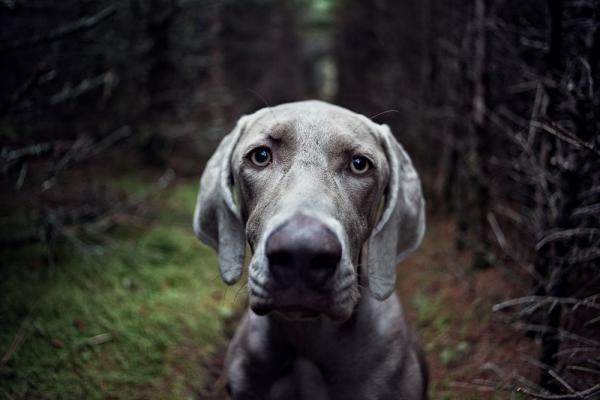 Opeta koira tunnistamaan nimi - Laajenna koiran huomio