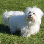 1628559944 216 Coton de Tulear