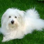 1628559944 386 Coton de Tulear