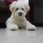 1628559945 157 Coton de Tulear