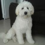 1628559945 300 Coton de Tulear