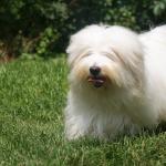 1628559945 964 Coton de Tulear