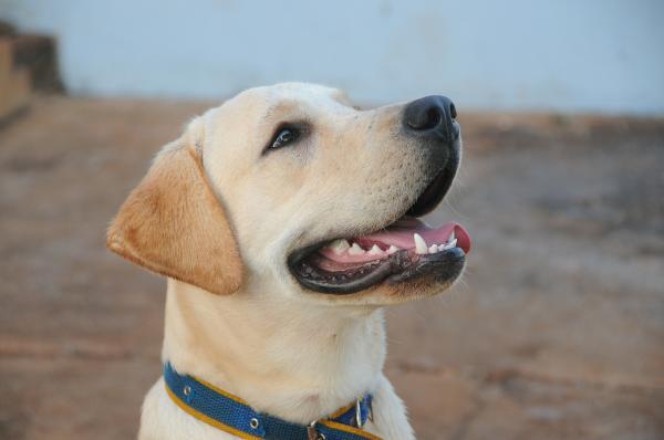 Labradorinnoutajien nimet - Labradorinnoutajien yleiset ominaisuudet