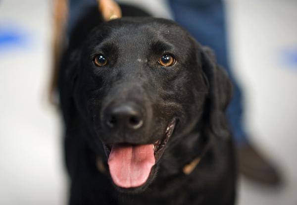 Labradorin noutajien nimet - Kuinka valita hyvä nimi labradorinnoutajalle?