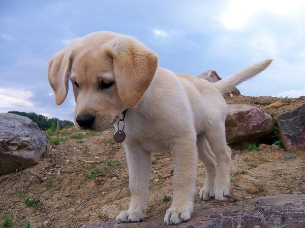 Labradorinnoutajien nimet - Labradorinnoutajien nimet