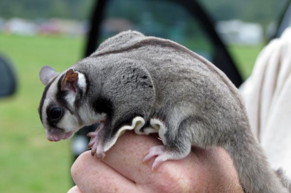 Top 10 maailman oudoin lemmikki - 3. Sugar Glider 