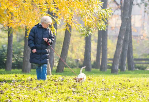 5 vaihetta erittäin hermostuneen koiran rentouttamiseen - 1. Pitkiä, laadukkaita kävelylenkkejä