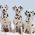 1628573704 119 Dalmatialainen