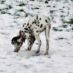 1628573704 224 Dalmatialainen